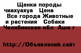 Щенки породы чиахуахуа › Цена ­ 12 000 - Все города Животные и растения » Собаки   . Челябинская обл.,Аша г.